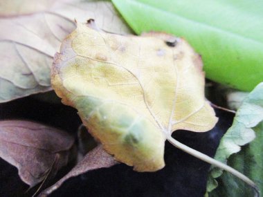 beyaz izole arka plan üzerinde sonbahar sonbahar yaprakları