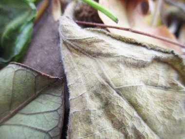 beyaz izole arka plan üzerinde sonbahar sonbahar yaprakları