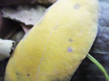 beyaz izole arka plan üzerinde sonbahar sonbahar yaprakları