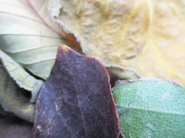 beyaz izole arka plan üzerinde sonbahar sonbahar yaprakları