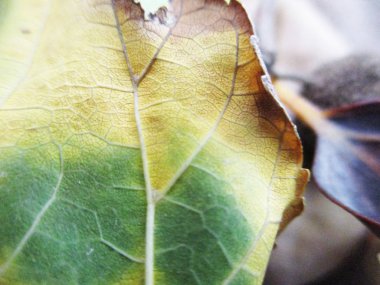 beyaz izole arka plan üzerinde sonbahar sonbahar yaprakları