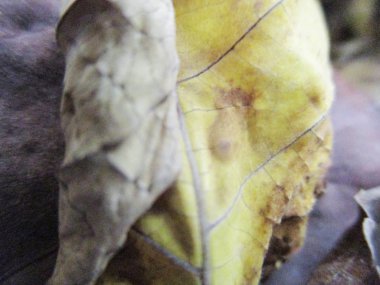 beyaz izole arka plan üzerinde sonbahar sonbahar yaprakları