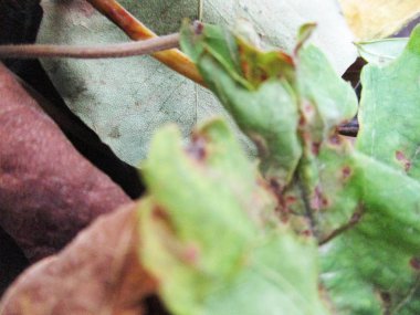 beyaz izole arka plan üzerinde sonbahar sonbahar yaprakları