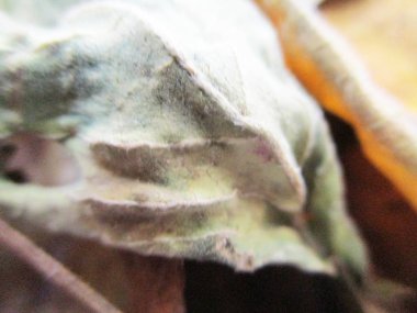 beyaz izole arka plan üzerinde sonbahar sonbahar yaprakları