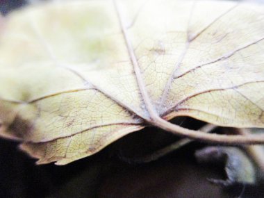 beyaz izole arka plan üzerinde sonbahar sonbahar yaprakları