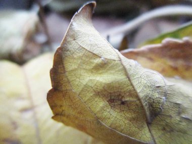 beyaz izole arka plan üzerinde sonbahar sonbahar yaprakları