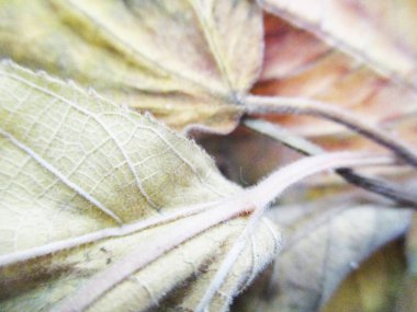 beyaz izole arka plan üzerinde sonbahar sonbahar yaprakları