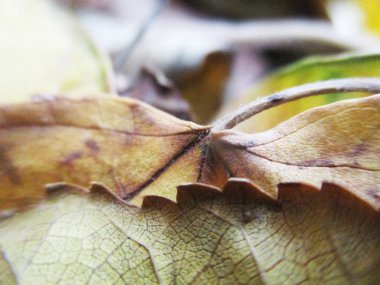 beyaz izole arka plan üzerinde sonbahar sonbahar yaprakları