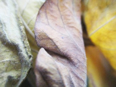 beyaz izole arka plan üzerinde sonbahar sonbahar yaprakları