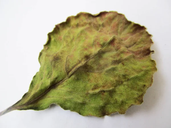 autumn  fall leaves on white isolated background