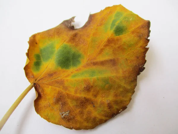 autumn  fall leaves on white isolated background