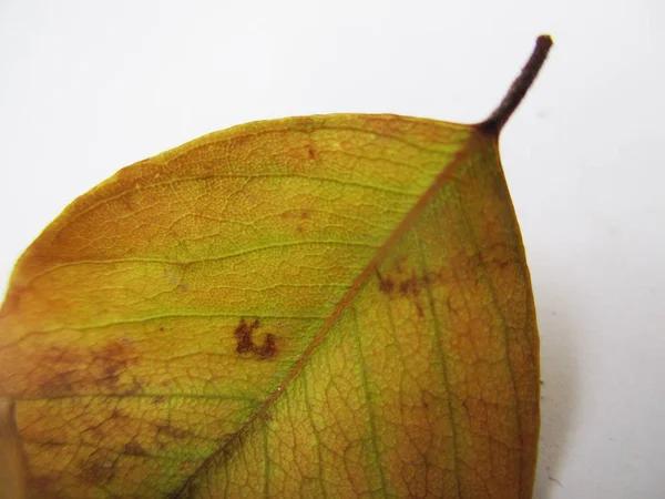 孤立した白地に秋紅葉します — ストック写真