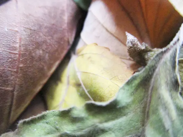 Autunno Autunno Foglie Sfondo Bianco Isolato — Foto Stock