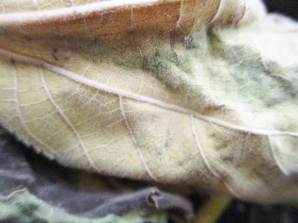 beyaz izole arka plan üzerinde sonbahar sonbahar yaprakları