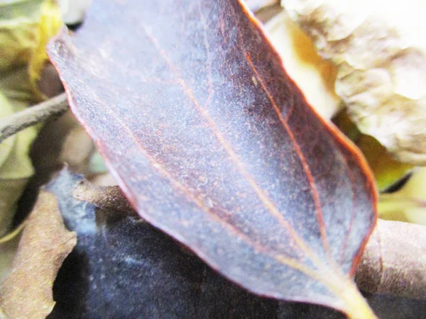 Otoño Otoño Hojas Sobre Fondo Blanco Aislado —  Fotos de Stock