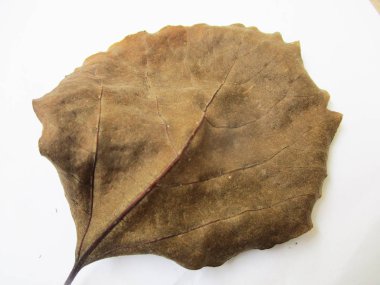 beyaz izole arka plan üzerinde sonbahar sonbahar yaprakları