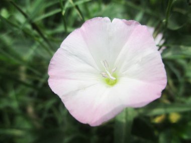 Rengarenk çiçekler, güzel doğa