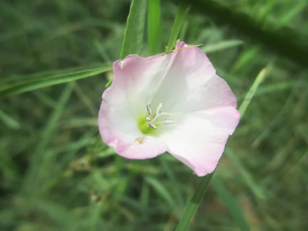 Fleurs Colorées Belle Nature — Photo