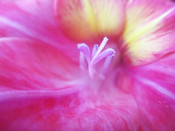 Fleurs Colorées Belle Nature — Photo