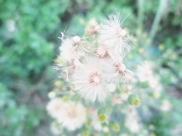 Bunte Blumen Schöne Natur — Stockfoto