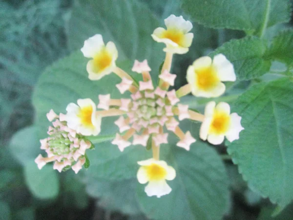 Kleurrijke Bloemen Mooie Natuur — Stockfoto