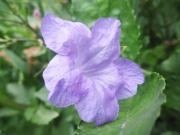 五颜六色的花朵 美丽的大自然 — 图库照片