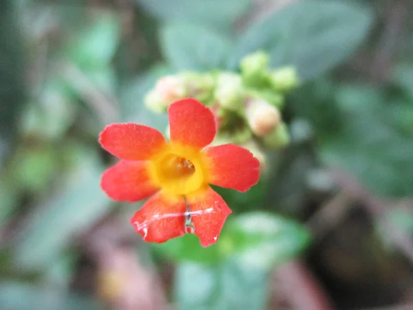 Flores Colores Hermosa Naturaleza — Foto de Stock