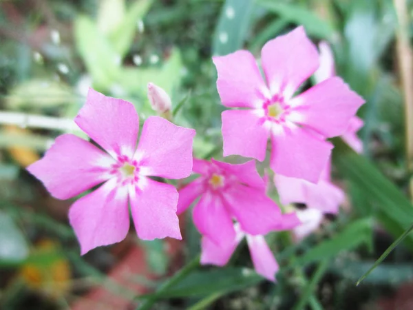 Bunte Blumen Schöne Natur — Stockfoto