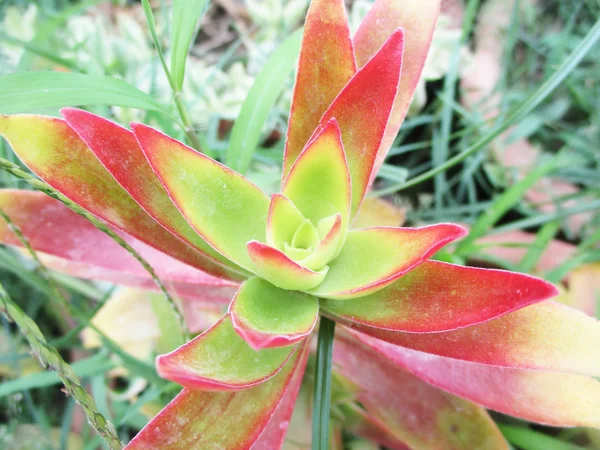 Kolorowe Kwiaty Piękna Przyrody — Zdjęcie stockowe