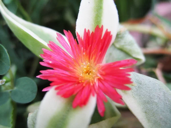 Colourful Flowers Beautiful Nature — Stock Photo, Image