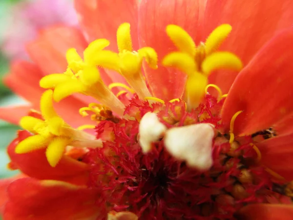 五颜六色的花朵 美丽的大自然 — 图库照片