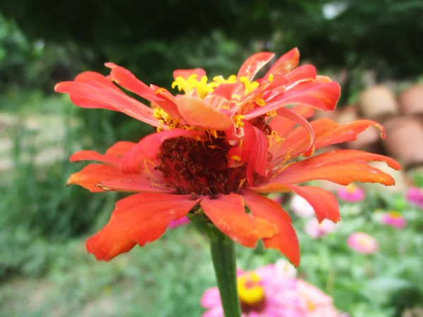 五颜六色的花朵 美丽的大自然 — 图库照片