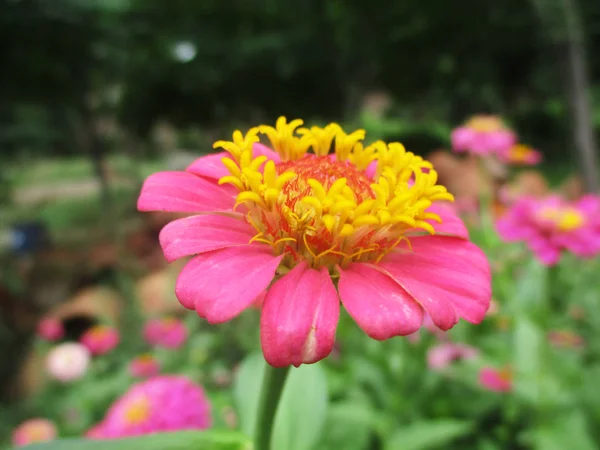 Fleurs Colorées Belle Nature — Photo