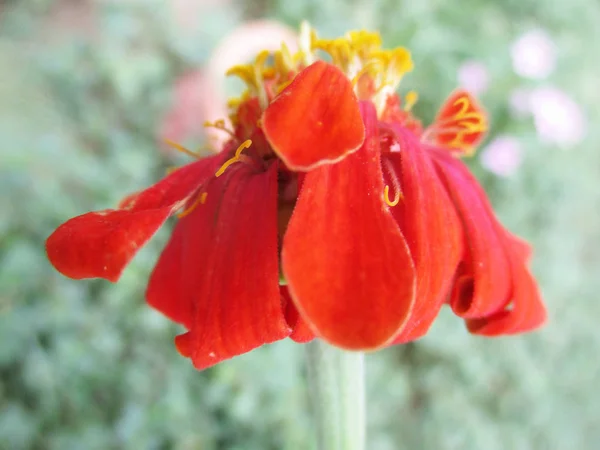 Barevné Květiny Krásná Příroda — Stock fotografie