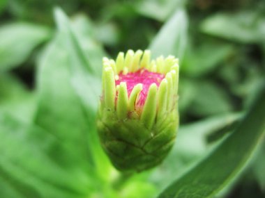 Rengarenk çiçekler, güzel doğa