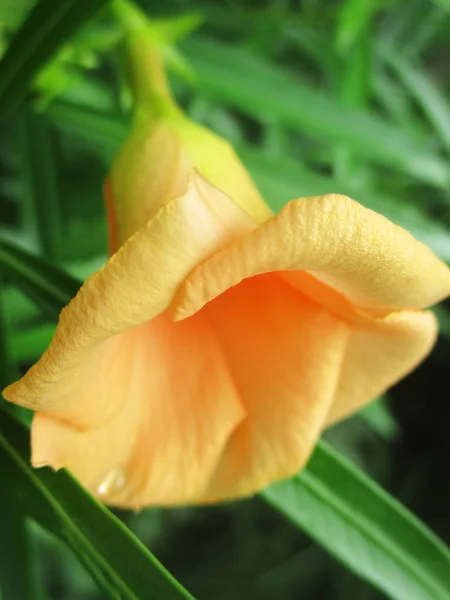 Барвисті Квіти Красива Природа — стокове фото