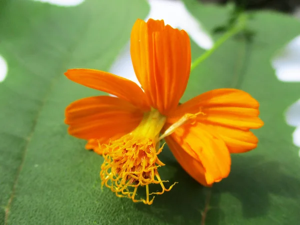 Fleurs Colorées Belle Nature — Photo