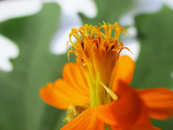 Fleurs Colorées Belle Nature — Photo