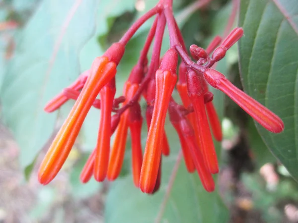 Fiori Colorati Bella Natura — Foto Stock