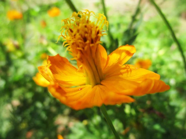 Fleurs Colorées Belle Nature — Photo