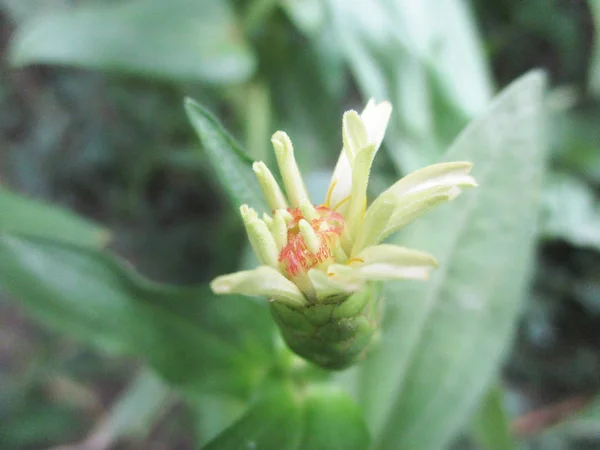 Kleurrijke Bloemen Mooie Natuur — Stockfoto