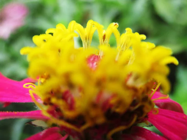 Flores Coloridas Natureza Bonita — Fotografia de Stock