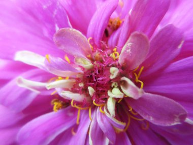 Rengarenk çiçekler, güzel doğa