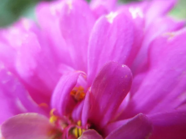 Színes Virágok Szép Természet — Stock Fotó