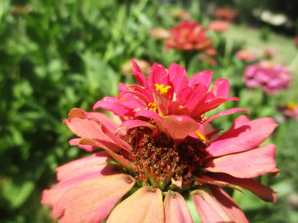 Kleurrijke Bloemen Mooie Natuur — Stockfoto