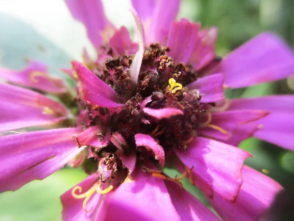 Kleurrijke Bloemen Mooie Natuur — Stockfoto