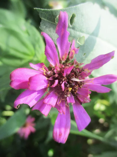 Kleurrijke Bloemen Mooie Natuur — Stockfoto