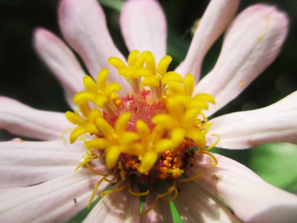 Fleurs Colorées Belle Nature — Photo