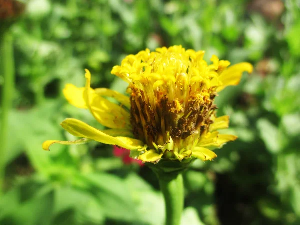 Colourful Flowers Beautiful Nature — Stock Photo, Image