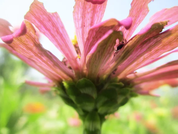 Fleurs Colorées Belle Nature — Photo